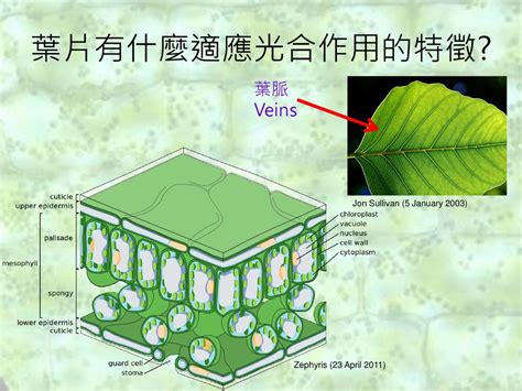 網狀脈平行脈差別|葉脈〈vein〉